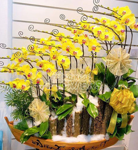 special-potted-orchids-tet-01