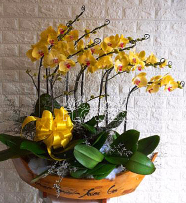 special-potted-orchids-tet-02