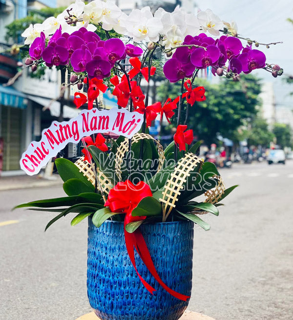 Special Potted Orchids Tet 03 - Vietnamese Flowers