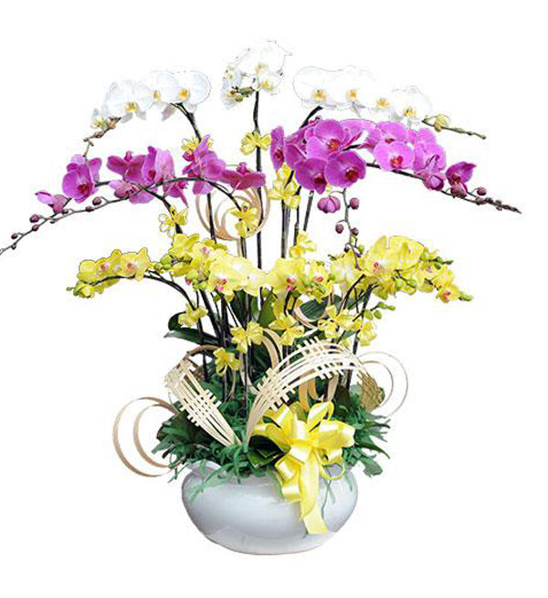 Tet Potted Orchids 01 - Vietnamese Flowers