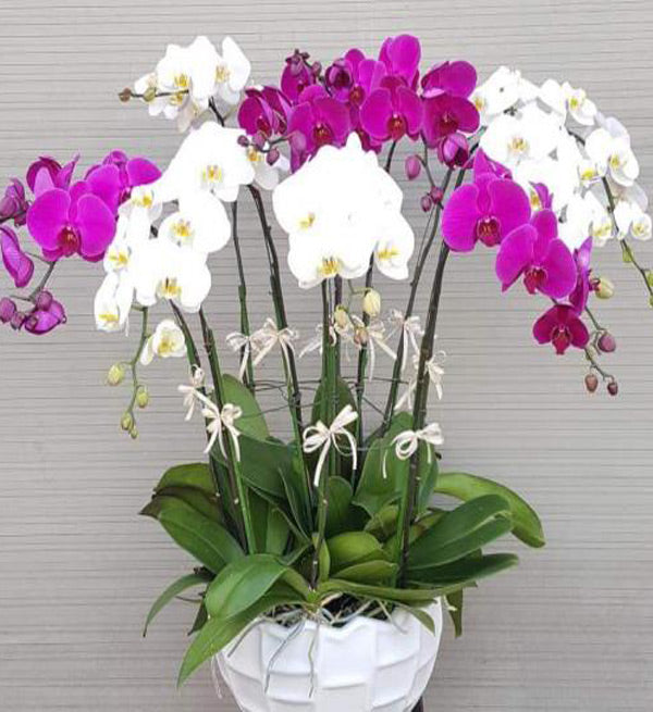 Tet Potted Orchids 03 - Vietnamese Flowers