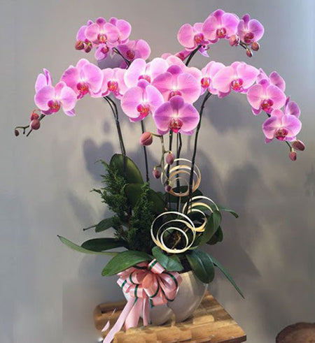 Tet Potted Orchids 04 - Vietnamese Flowers