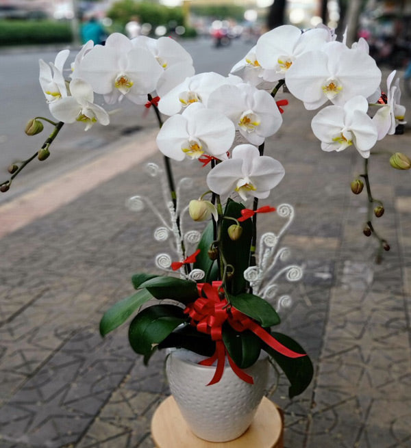 Tet Potted Orchids 05 - Vietnamese Flowers