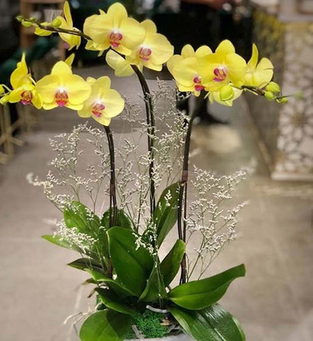 Tet Potted Orchids 07 - Vietnamese Flowers