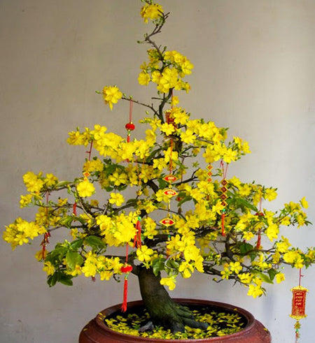 Yellow Apricot 1,2m - Vietnamese Flowers